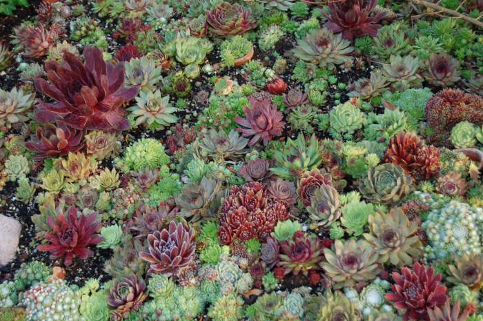 Sempervivum Dachwurz Hauswurz